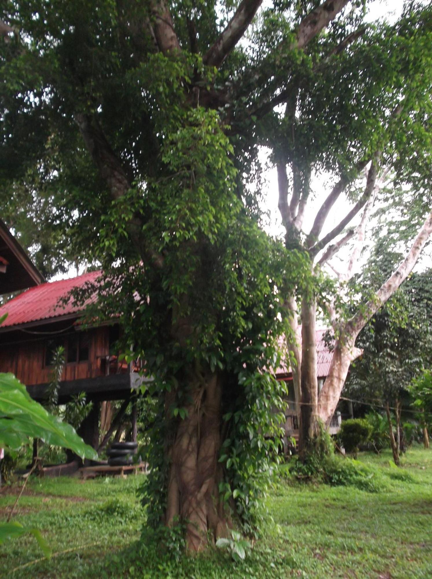 מלון Khao Sok National Park Bamboo House מראה חיצוני תמונה